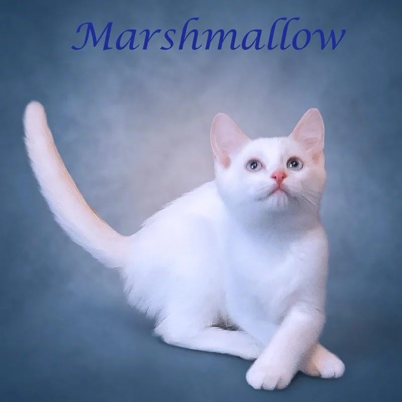 Marshmallow C thumbnail 2
