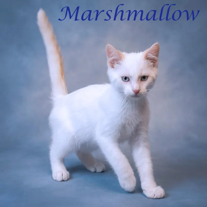 Marshmallow C thumbnail 3