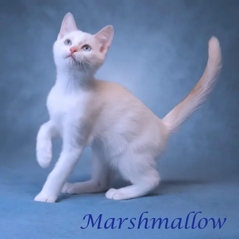 Marshmallow C thumbnail 4