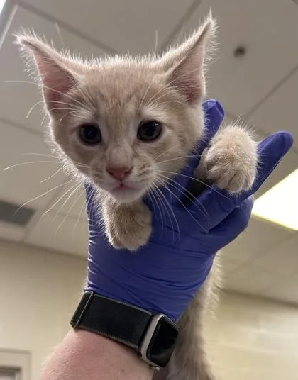 A baby small-sized male Domestic Short Hair cat named Lettuce for adoption in Fishers, IN