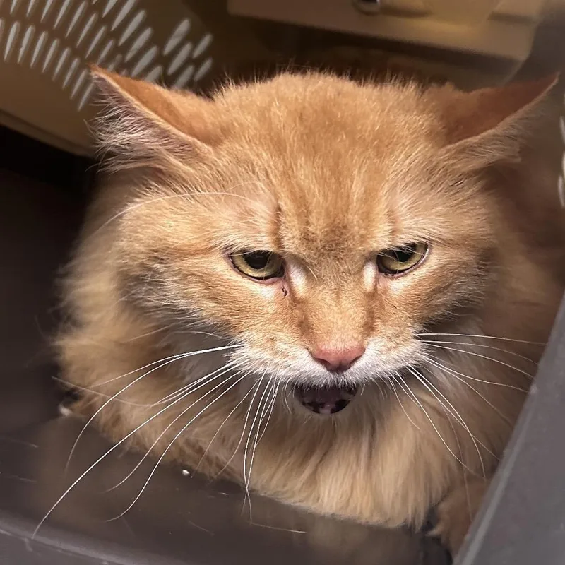 A senior large-sized female Orange / Red Domestic Short Hair cat named Isabella for adoption in Philadelphia, PA