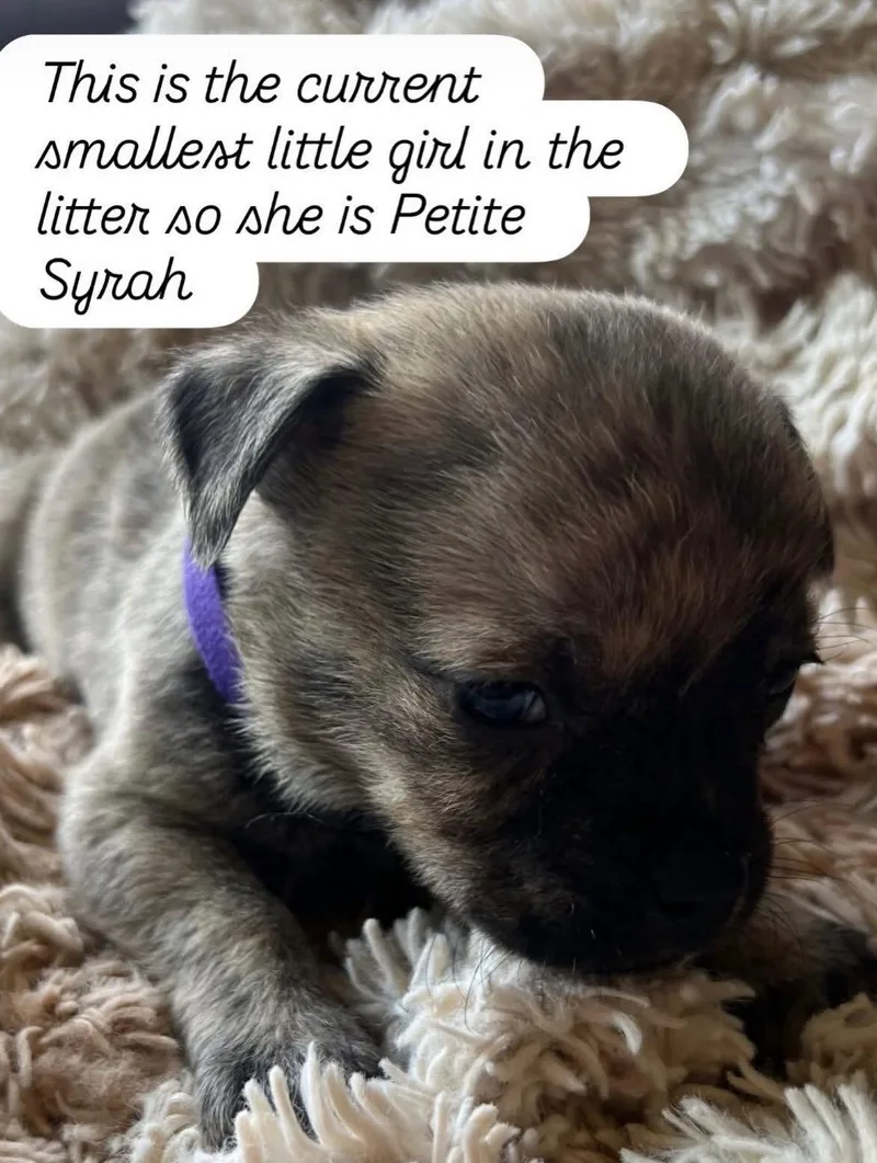 A baby medium-sized female American Staffordshire Terrier dog named Anne's Vines  Syrah for adoption in San Diego, CA