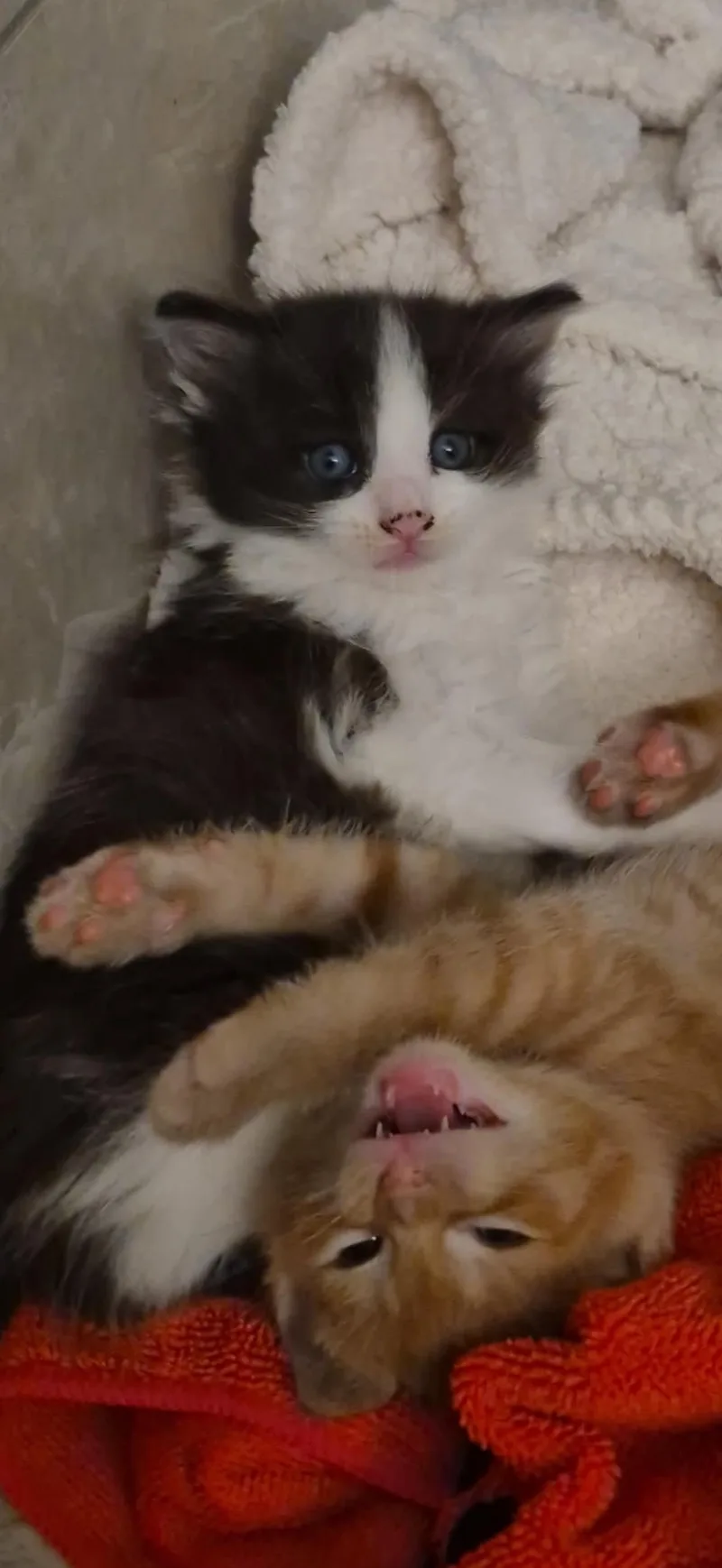 A baby small-sized male Domestic Medium Hair cat named Ferret for adoption in Lockport, IL