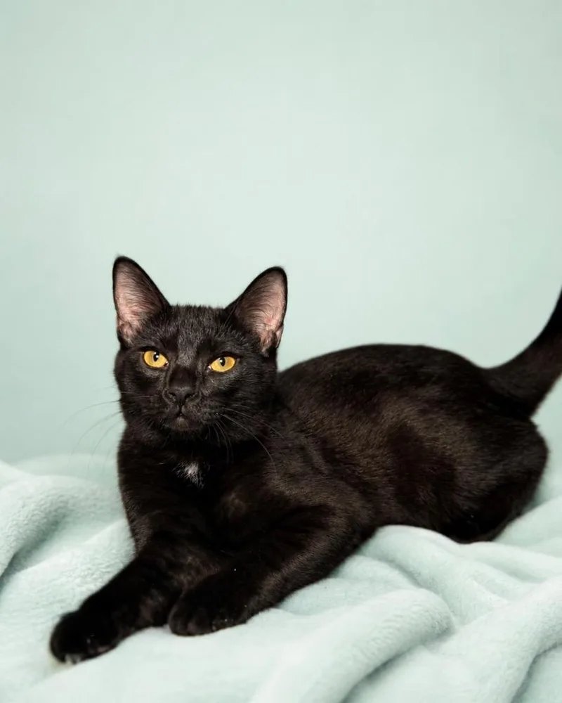 A young small-sized female Domestic Medium Hair cat named Lovelight for adoption in Tifton, GA