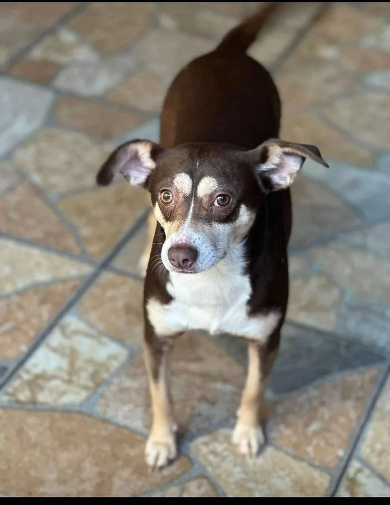 An adult medium-sized female Chihuahua dog named Bella for adoption in San Francisco, CA