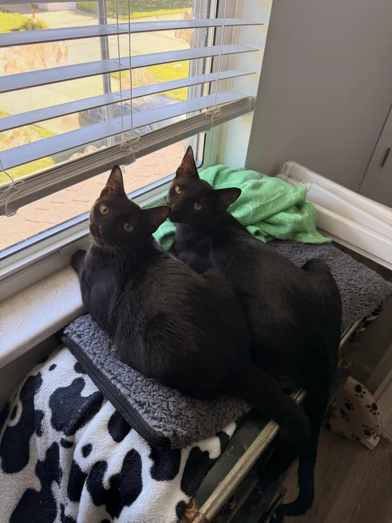 A young medium-sized male Black Domestic Short Hair cat named Dracula for adoption in Lake Saint Louis, MO