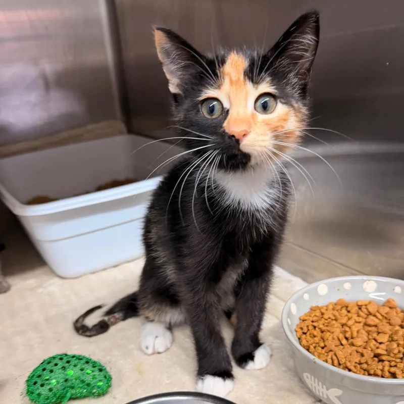 A baby small-sized female Calico Domestic Short Hair cat named Sunflower for adoption in Hinesville, GA