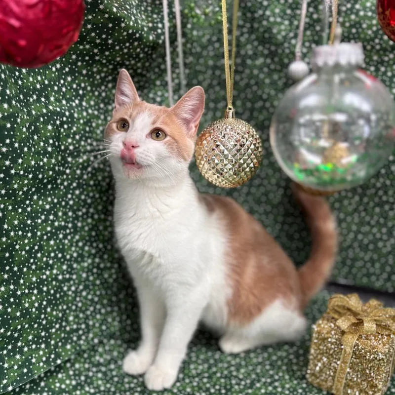 A young large-sized male Orange / Red Domestic Short Hair cat named Tiny Tim for adoption in Greenfield, IN