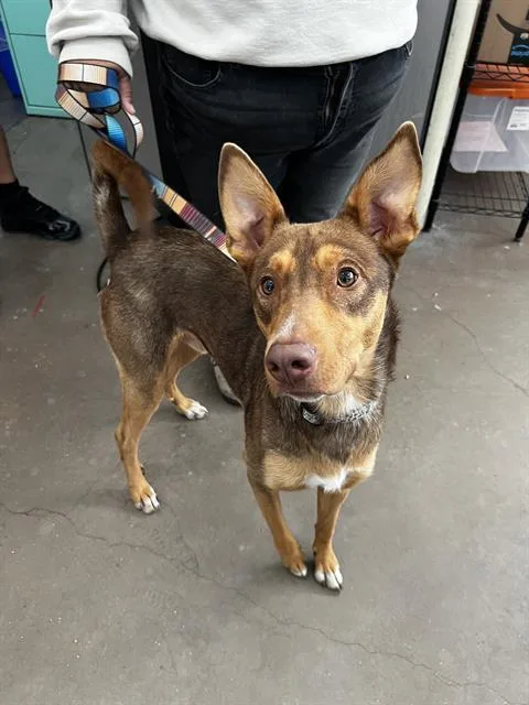 A young large-sized male Mixed Breed dog named Charizard for adoption in Dallas, TX
