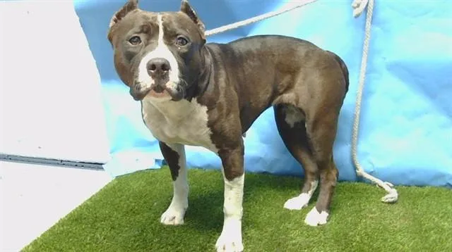 An adult large-sized female American Staffordshire Terrier dog named A for adoption in Gardena, CA