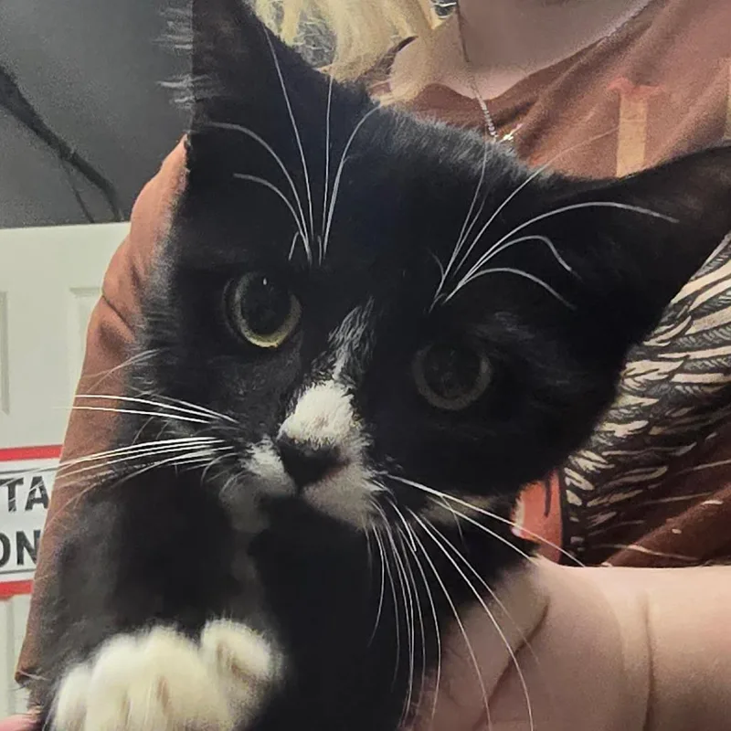 A baby small-sized male Black Domestic Short Hair cat named Renaldo for adoption in Spokane, WA