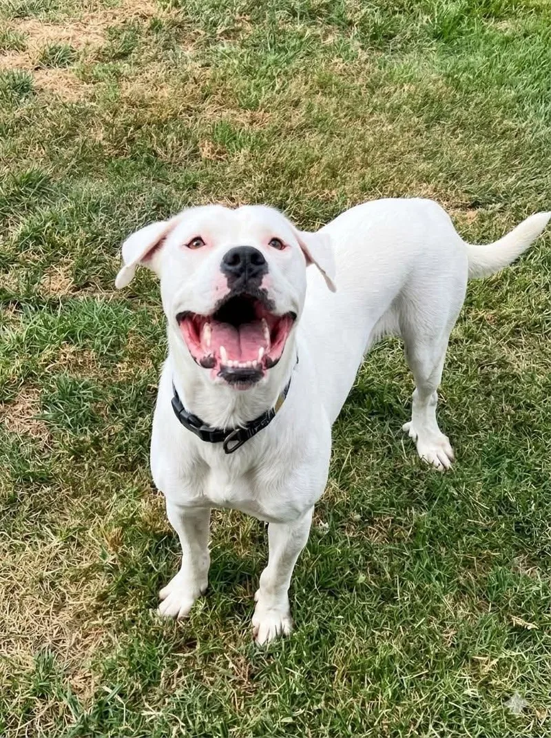 A young medium-sized male White / Cream Dogo Argentino dog named Angel for adoption in Tyler, TX
