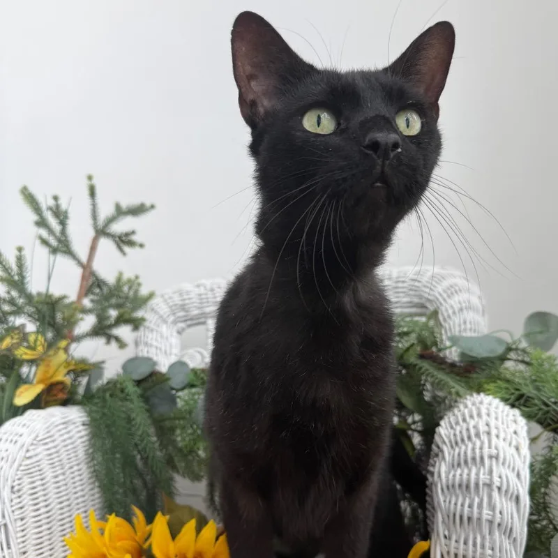 An adult large-sized male Black Domestic Short Hair cat named Coco Fairview for adoption in Eaton Rapids, MI