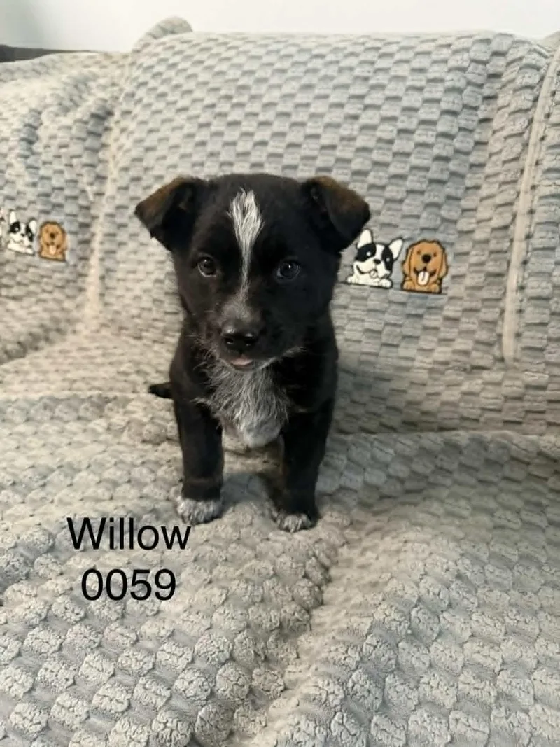 Willow