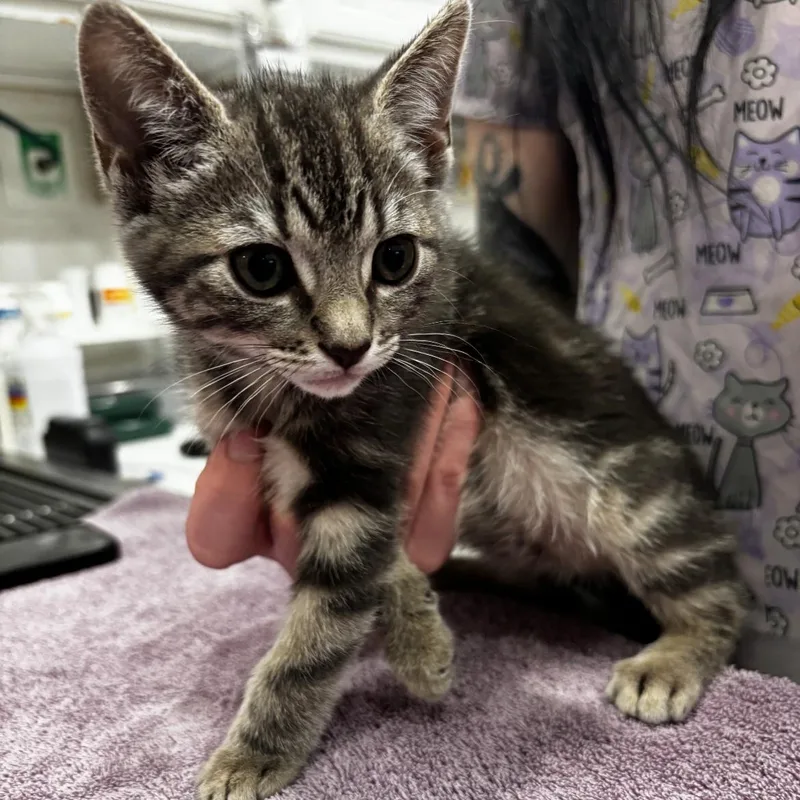 A baby medium-sized female Tabby (Gray / Blue / Silver) Domestic Short Hair cat named Coraline for adoption in Santa Ana, CA