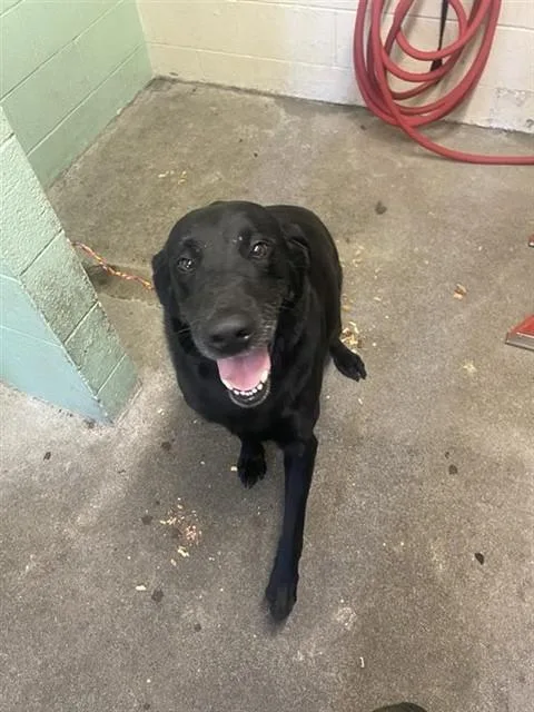 An adult extra large-sized male Labrador Retriever dog named Happy Barkmore for adoption in Sacramento, CA