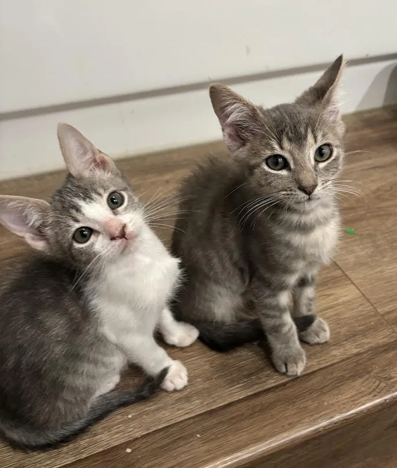 A baby small-sized female Domestic Medium Hair cat named Gretchen Maloney for adoption in Morrison, CO