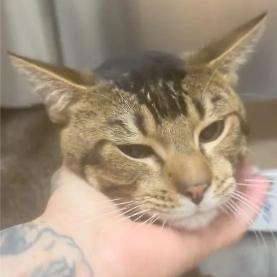 An adult medium-sized male Brown / Chocolate Domestic Short Hair cat named Jaspar for adoption in Houston, TX