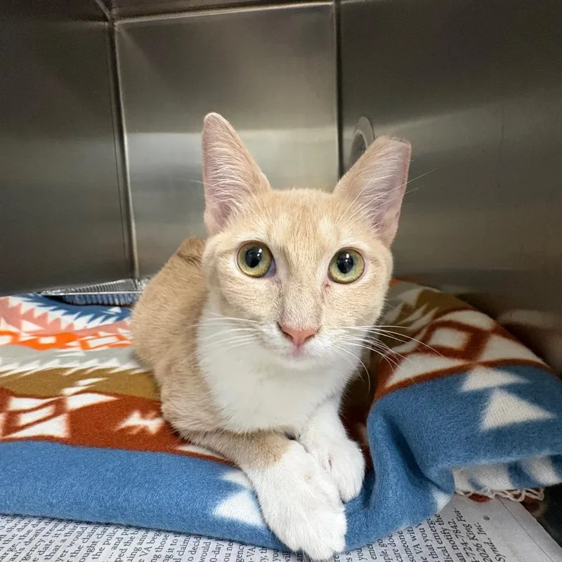 A baby medium-sized female Orange / Red Domestic Short Hair cat named CiCi for adoption in Milton, FL