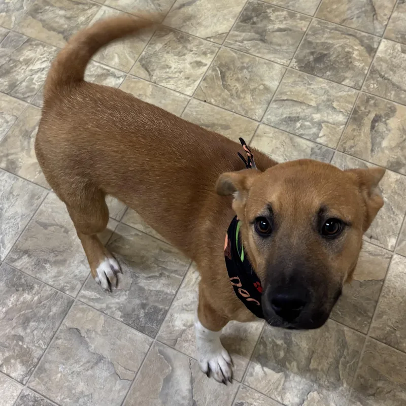 An adult medium-sized male Red / Chestnut / Orange Terrier dog named Jimmy for adoption in Pilot Point, TX