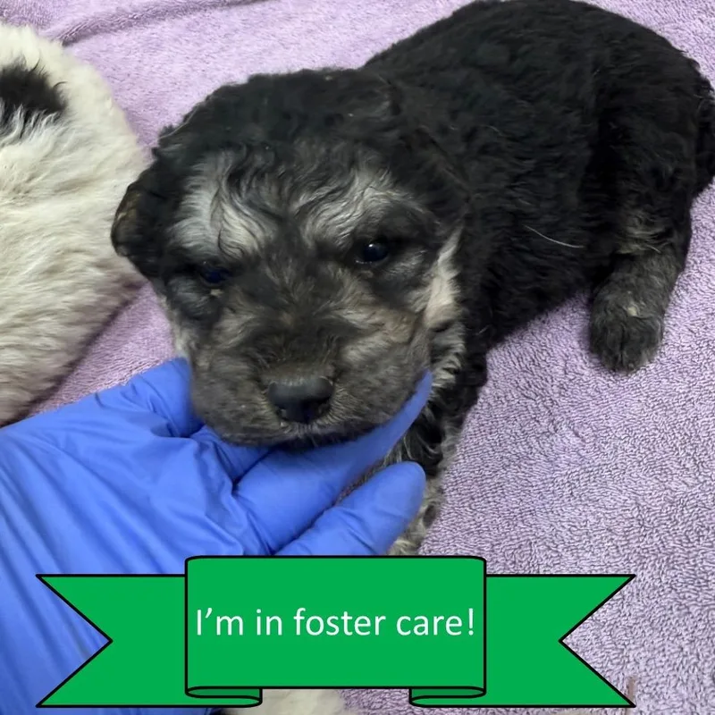 A baby medium-sized male Black Great Pyrenees dog named Lcaladdin for adoption in Tulsa, OK