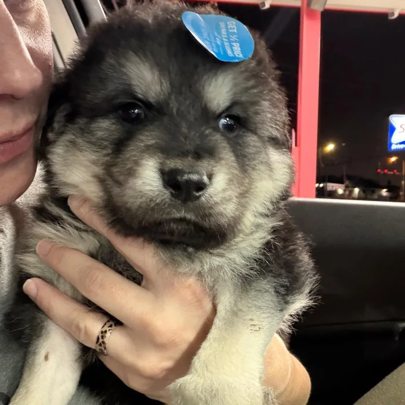 Lcaladdin thumbnail 2