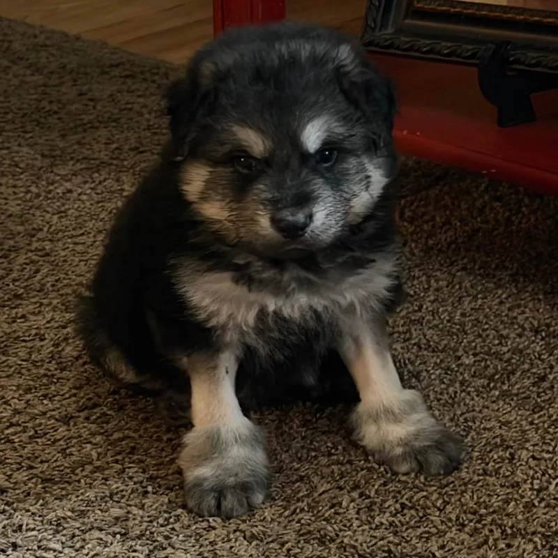 Lcaladdin thumbnail 3