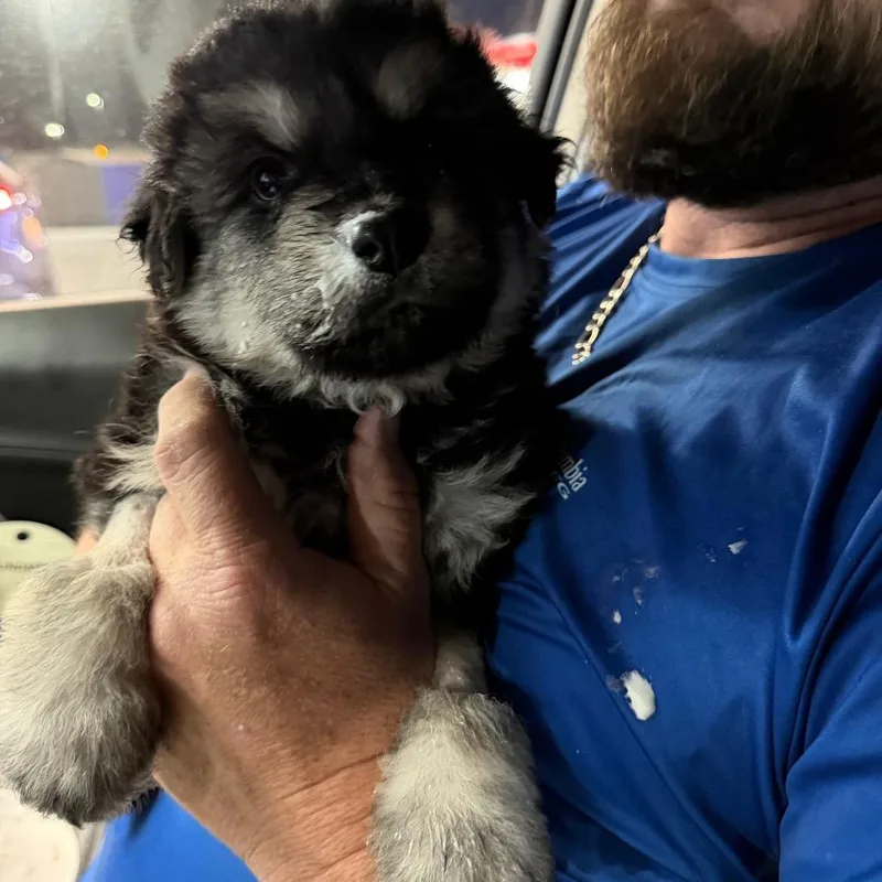 Lcaladdin thumbnail 4