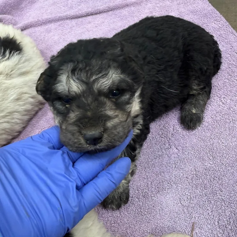 Lcaladdin thumbnail 5