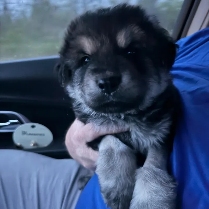 Lcaladdin thumbnail 6