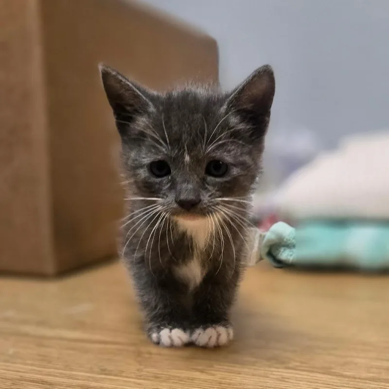 Patterson thumbnail 2