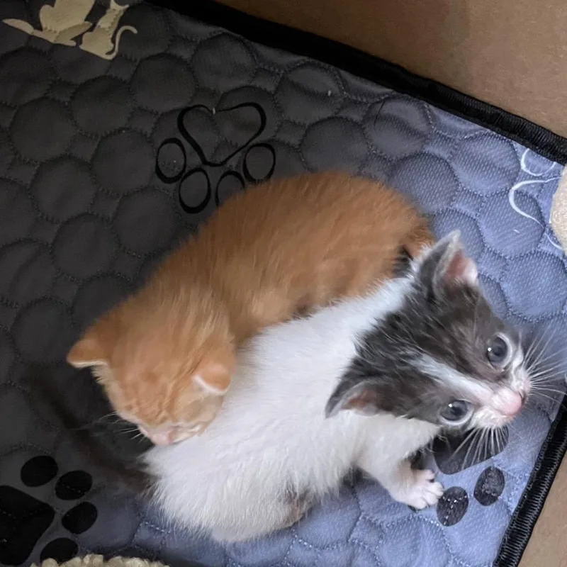 Nala thumbnail 3