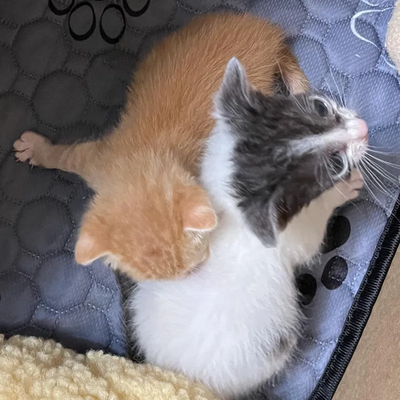 Nala thumbnail 4