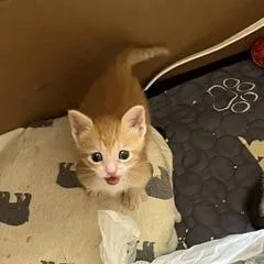 Nala thumbnail 5