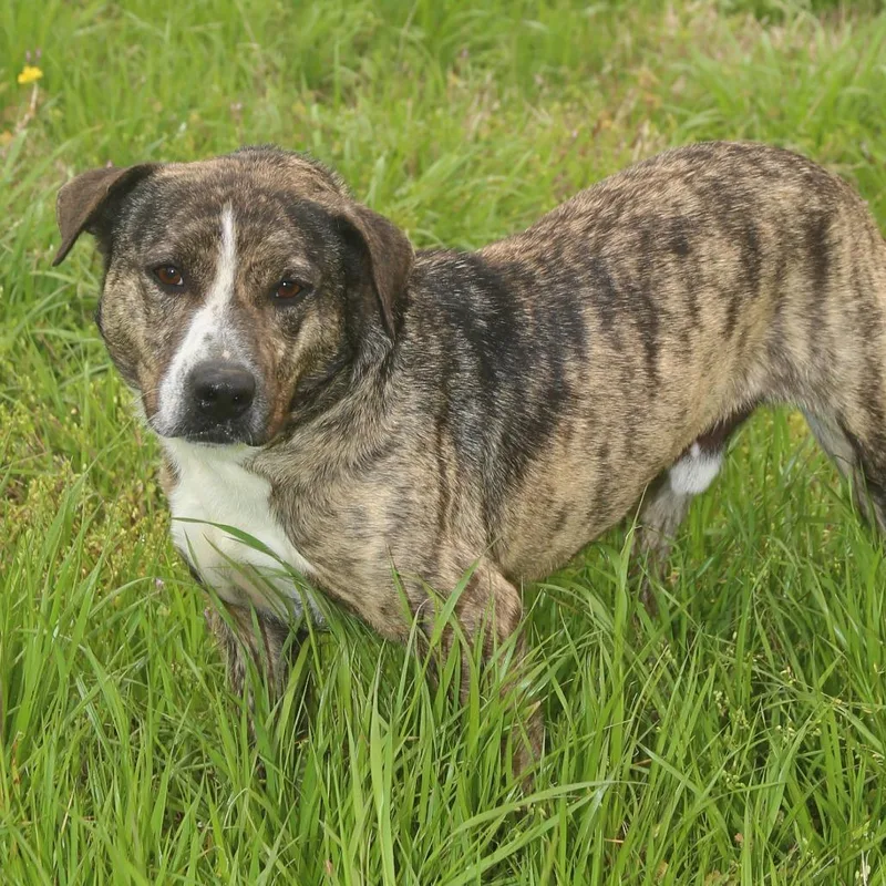 Lil Will thumbnail 2