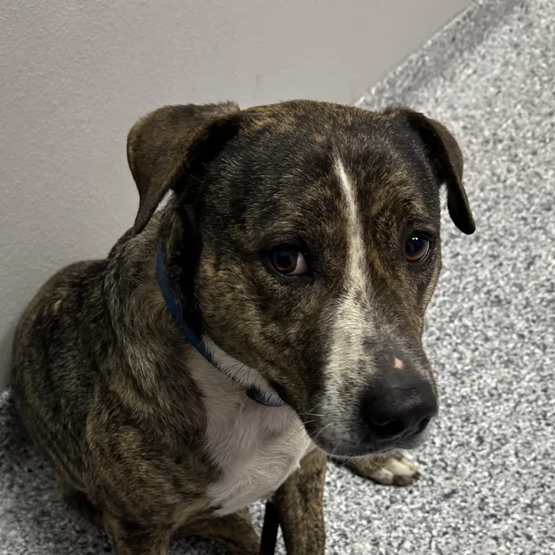 Lil Will thumbnail 3