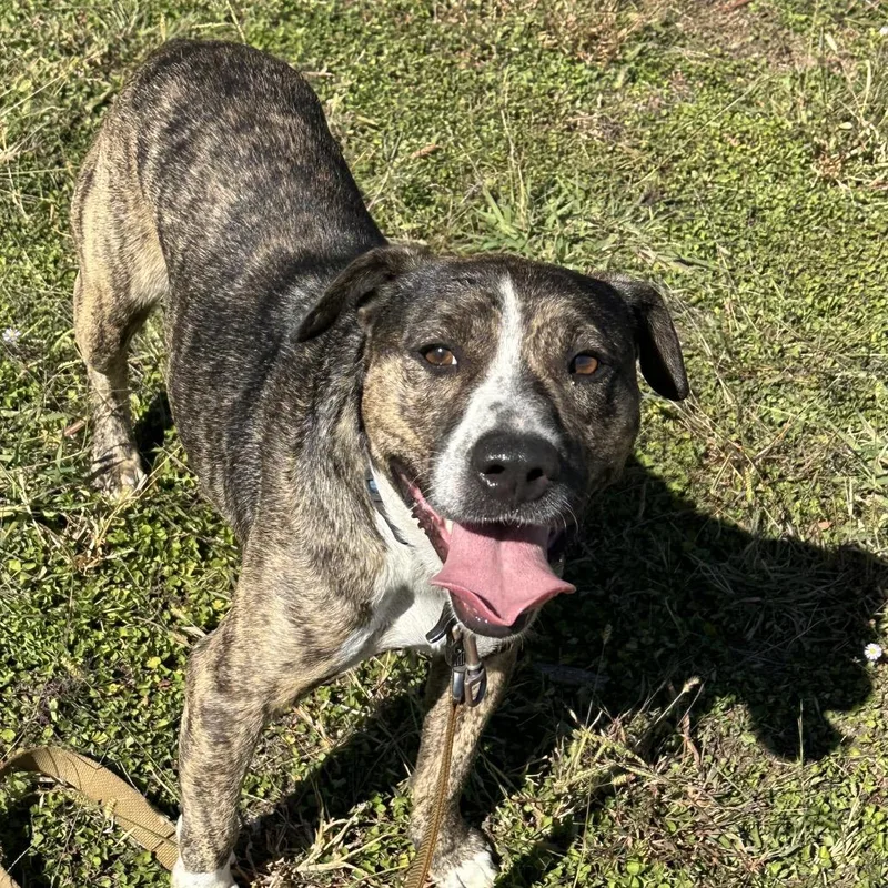 Lil Will thumbnail 4