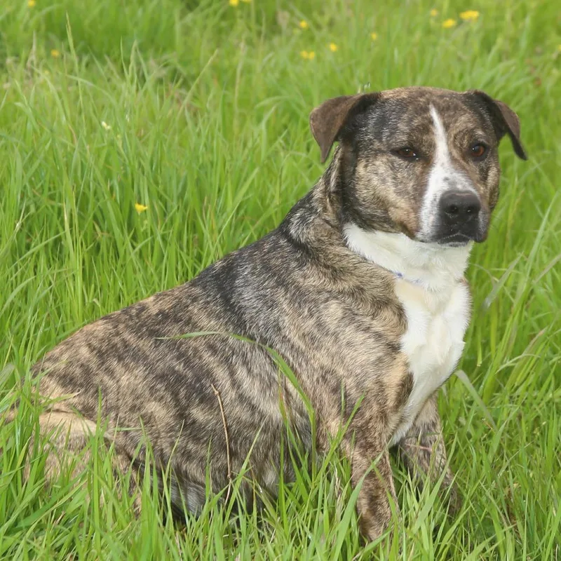 Lil Will thumbnail 5