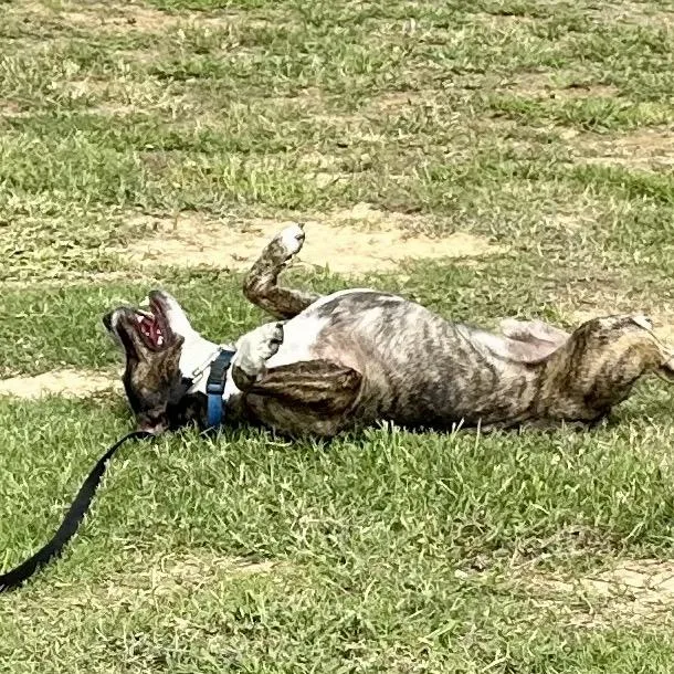 Lil Will thumbnail 6