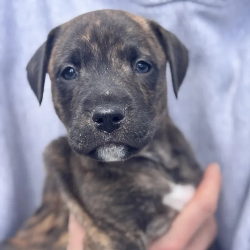 A baby medium-sized male Brindle Black Labrador Retriever dog named Zamboni Skates ~ Local for adoption in Andover, MA