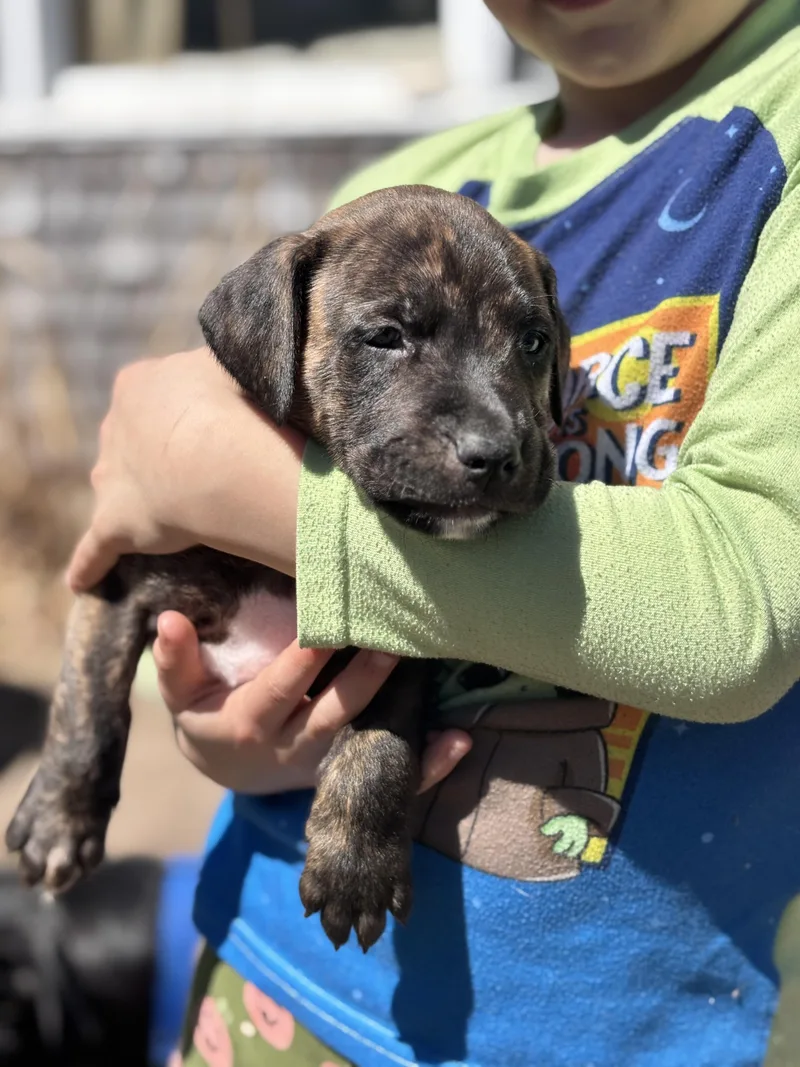 Zamboni Skates ~ Local thumbnail 2