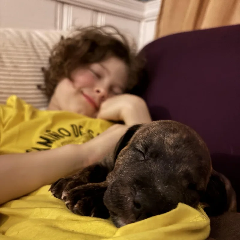 Zamboni Skates ~ Local thumbnail 4