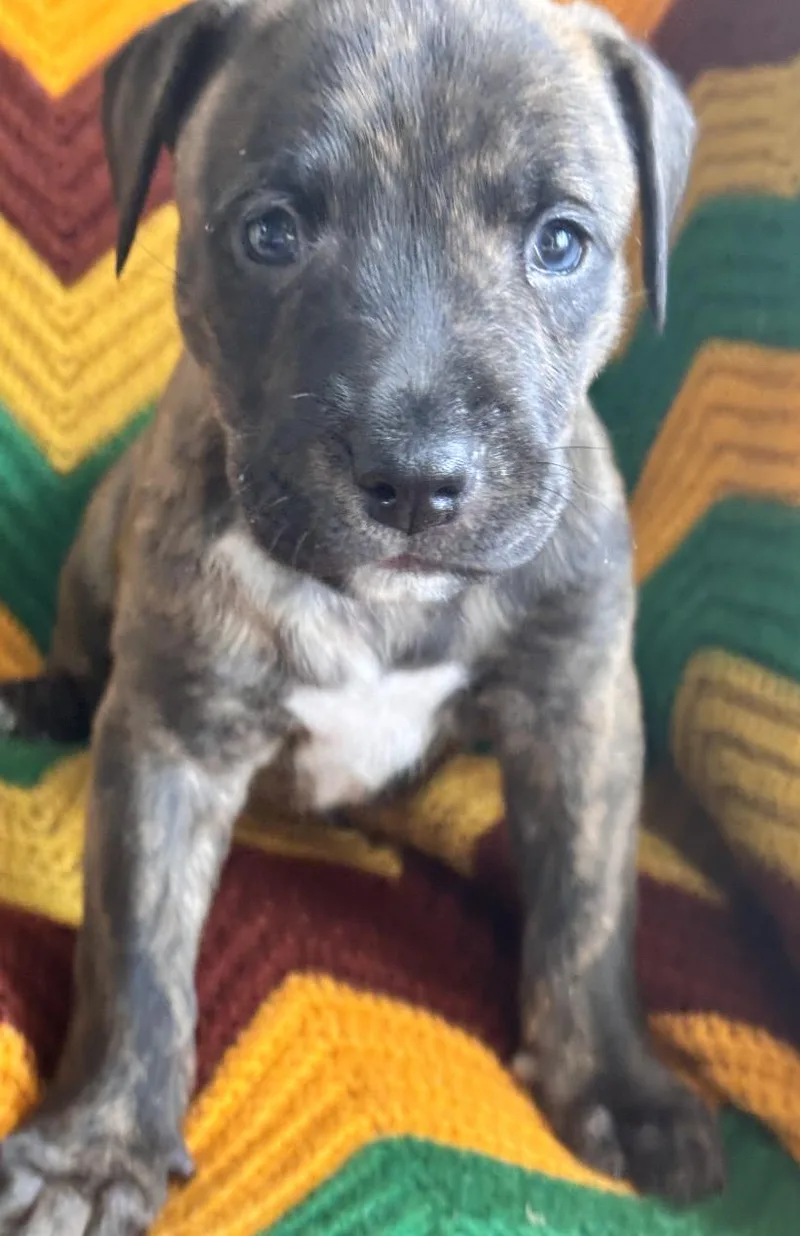 Zamboni Skates ~ Local thumbnail 5