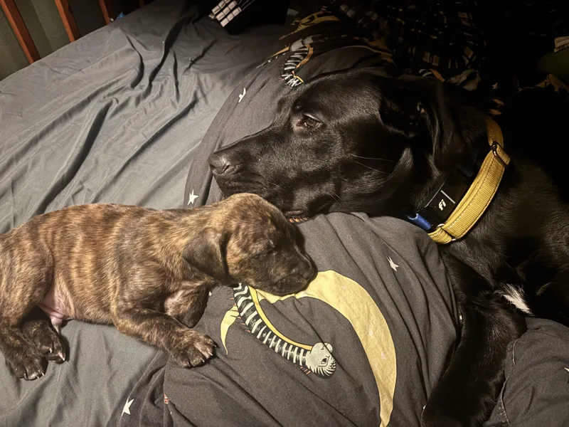 Zamboni Skates ~ Local thumbnail 6