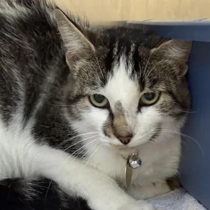 A young medium-sized female White Domestic Short Hair cat named Snickerdoodles for adoption in Lansing, MI