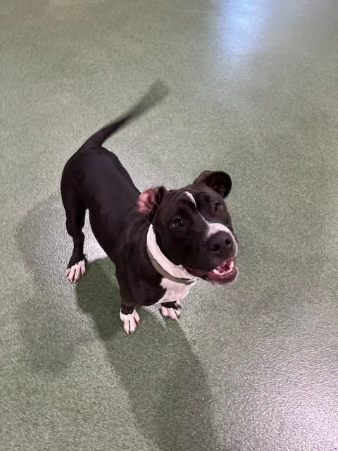 A young medium-sized male Pit Bull Terrier dog named Smitty for adoption in Seward, NE