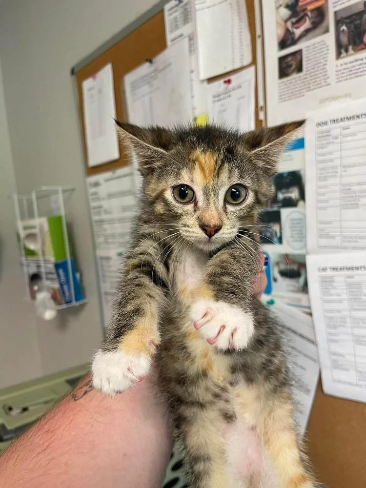 A baby medium-sized female Domestic Short Hair cat named Alina for adoption in Bolivar, MO