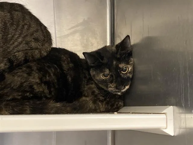 An adult medium-sized female Domestic Short Hair cat named Thelma for adoption in Tustin, CA