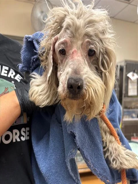 An adult medium-sized male Terrier dog named Kendall for adoption in Martinez, CA