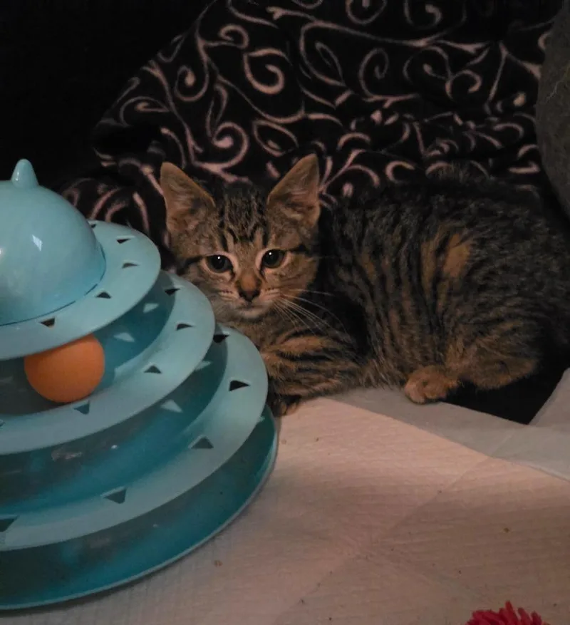 A baby small-sized female American Shorthair cat named Thelma for adoption in Hagaman, NY